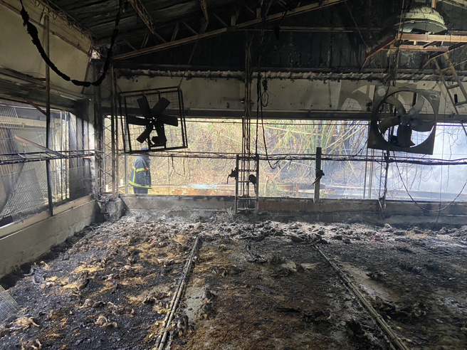 苗栗西湖养鸡场全面燃烧，近千只肉鸡烈焰下惨成「烤鸡」。(苗栗消防局提供)