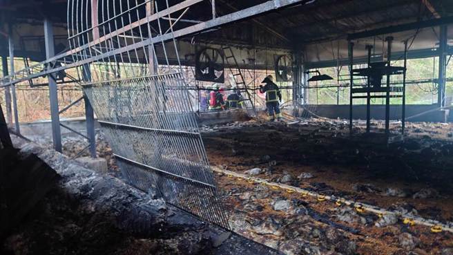 苗栗县西湖乡一处鸡舍9日上午发生火警，烧死500只小鸡。（读者提供／谢明俊苗栗传真）