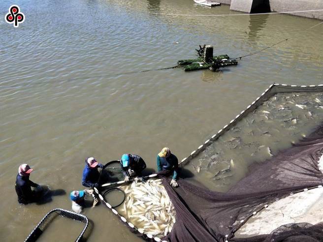 台湾水产品出口再受阻，总统谴责：对两岸贸易没有帮助。(本报资料照)