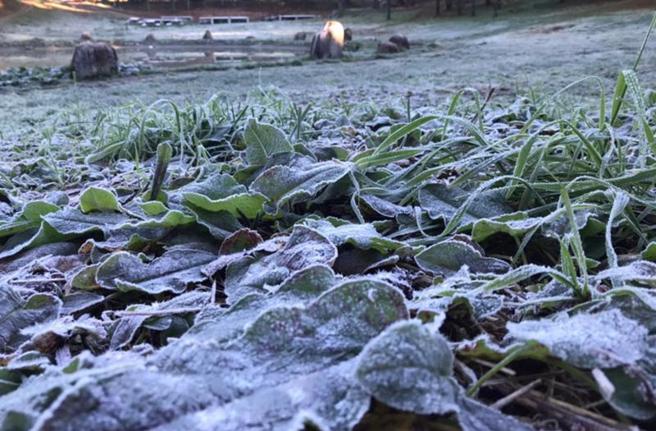 台中市和平区福寿山农场9日清晨一度出现摄氏0度低温，福寿山露营区地面的草皮、树叶都结上一层薄薄白霜。（图/ 中央社）