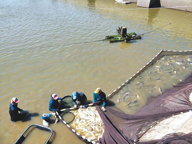 大陆禁台湾水产品，屏东午仔鱼养殖户担忧价崩。（谢佳潾摄）