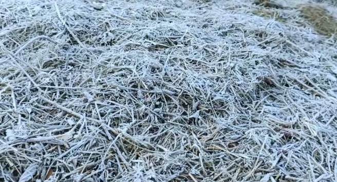 和平区武陵农场今天清晨6时许，出现1.4度的低温，农场大地呈现一片雪白的银色世界。(武陵农场提供)