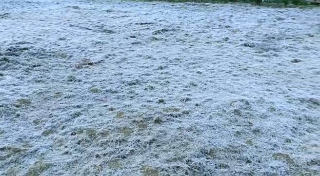 和平区武陵农场今天清晨6时许，出现1.4度的低温，农场大地呈现一片雪白的银色世界。(武陵农场提供)