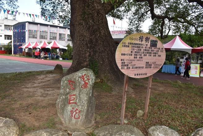 苗栗县兴隆国小以校园内有一株800年老樟树闻名。（谢明俊摄）