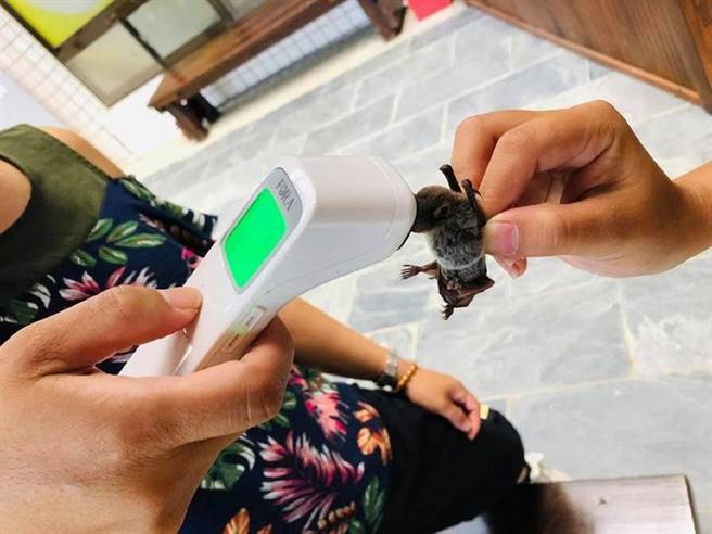 因应离岸风电发展，云林县水林乡黄金蝙蝠馆招募人员加强蝙蝠生态调查。（黄金蝙蝠馆提供／张朝欣云林传真）