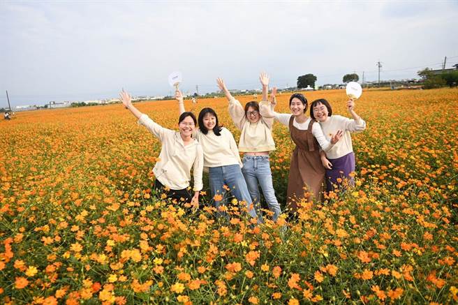 嘉义市玉山路底花海种波斯菊、百日草，吸引民眾拍美照。（嘉义市政府提供／廖素慧嘉市传真）