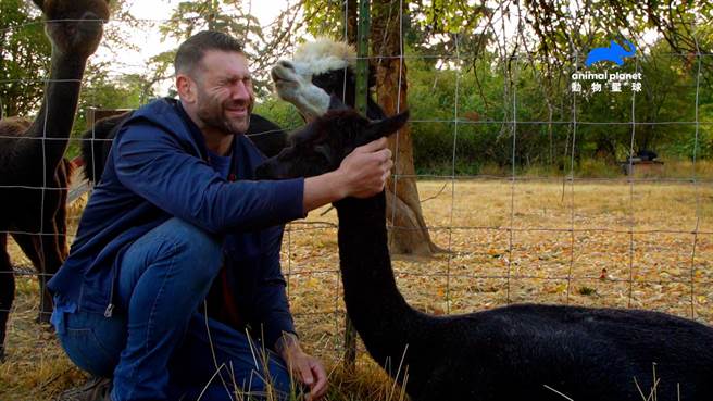 李艾舍遭到羊驼发动口水攻击。（动物星球频道提供）