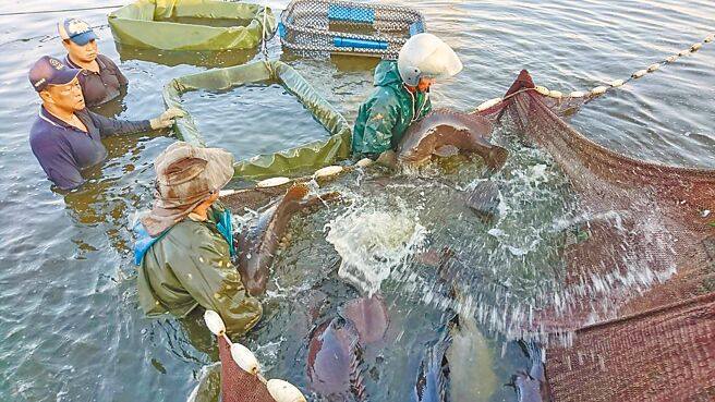 继石斑鱼之后，午仔鱼、秋刀鱼及鱿鱼等台湾主要水产品，也被拒于大陆门外。图为养殖石斑鱼、青斑和午仔鱼为主的屏东渔户。（屏东养殖渔业发展协会提供）