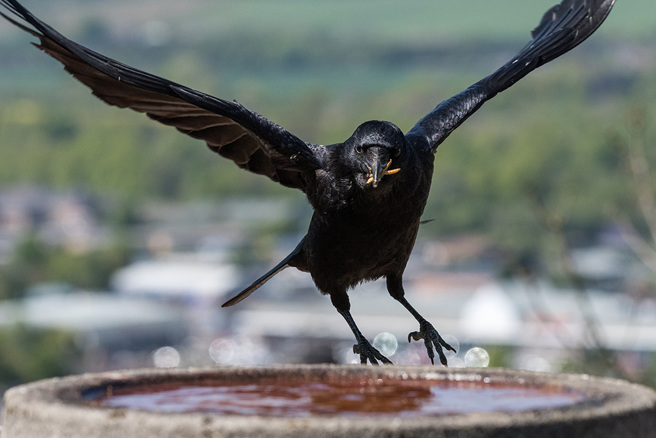 乌鸦准备叼起老鼠开吃时，突然被对方超疯的反应吓坏，最后只好悻悻然飞走。（示意图／达志影像）