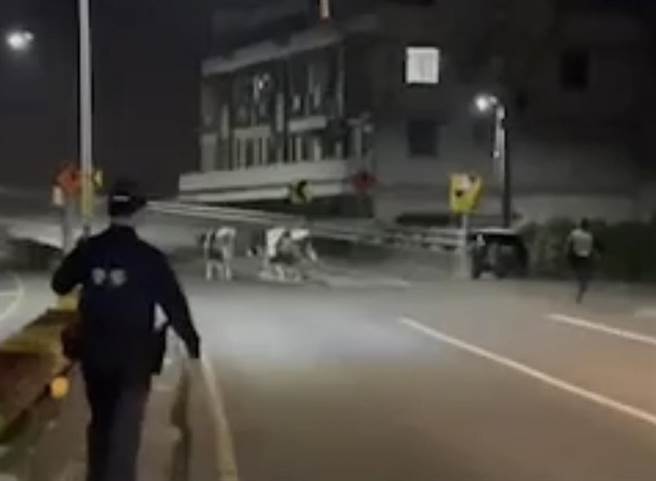 台南市新營區五興里鐵線橋段11日凌晨有近10頭乳牛出現在路上，警方在後面追趕。（讀者提供／張毓翎台南傳真）