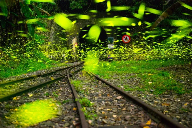 阿里山幅員遼闊，從低海拔丘陵到中高海拔山區，溪流、林相豐富，成為孕育螢火蟲的最佳環境，一年四季都有螢火蟲出沒。（圖片提供：交通部觀光局阿里山國家風家區管理處 楊仁教）