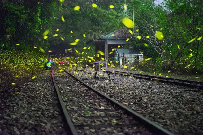 在阿里山賞螢火蟲，無論春夏秋冬，都能拍到森林鐵道與夏螢飛舞的美景，圖為梨園寮車站的夏螢。（圖片提供：交通部觀光局阿里山國家風家區管理處 楊仁教）