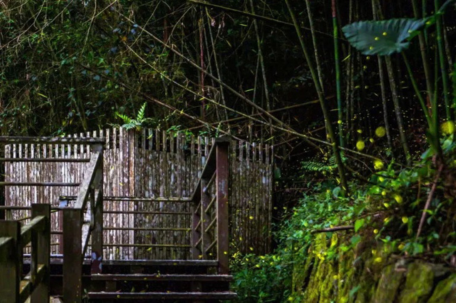 竹崎鄉的光華社區有專門的賞螢步道，是夏季熱門的賞螢景點，有機會可以規劃夏天的旅行。（圖片提供：交通部觀光局阿里山國家風家區管理處）