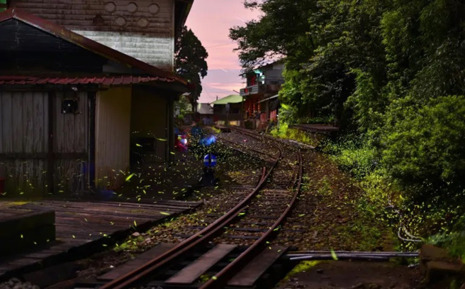 冬螢會在入夜後出沒，但活動時間只有一、兩個小時，賞螢前要做足功課，才能盡興而歸，圖為竹崎鄉水社寮的鐵道螢火蟲。（圖片提供：交通部觀光局阿里山國家風家區管理處 劉鐘智）