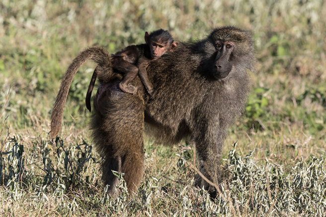 非洲尚比亚国家公园中，一只母狒狒遭到花豹猎杀，但狒狒宝宝却依旧攀附在妈妈的尸体上，被花豹一起叼走，画面曝光后让人心碎。（示意图／达志影像）