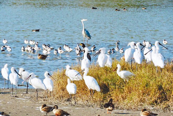 嘉义县东石乡鳌鼓溼地森林园区经过10年监测，歷年累计多达291种的鸟类记录，占全台湾鸟种43％，其中保育类记录多达62种。（林务局嘉义林区管理处提供／吕妍庭嘉义传真）