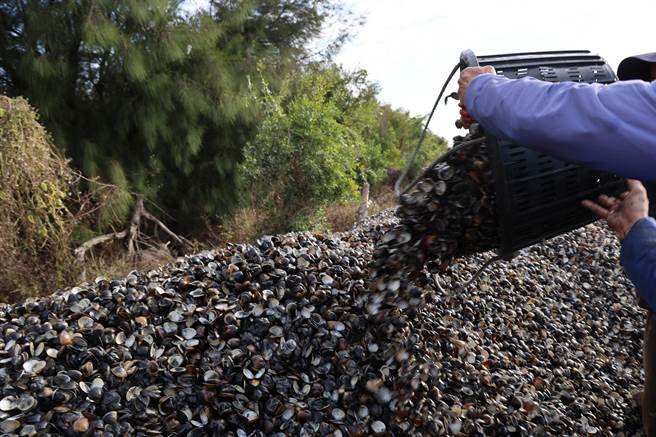 4.5公頃的文蛤幾乎100％暴斃，林姓漁民把死殼撈起堆置在池旁，堆積如山的文蛤發出陣陣惡臭。（周麗蘭攝）