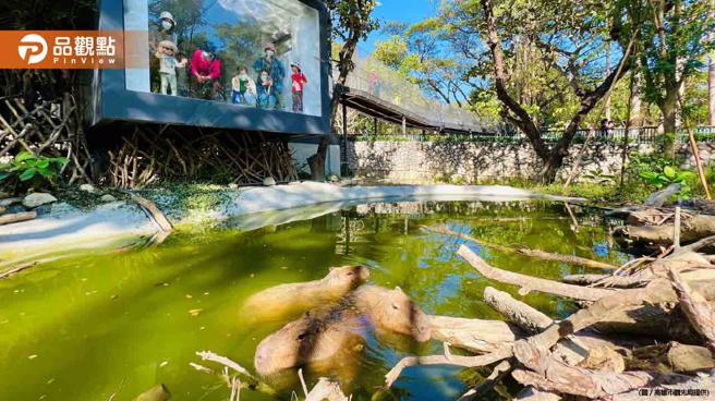 品观点｜寿山动物园试营运12/14开放门票预购  超萌水豚君及迷你驴新家新生活（图/品观点提供）