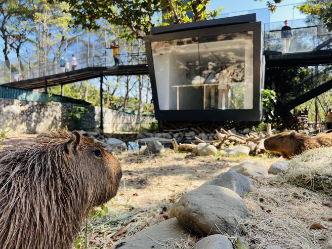 水豚与游客在观察廊相遇(高雄市观光局提供)