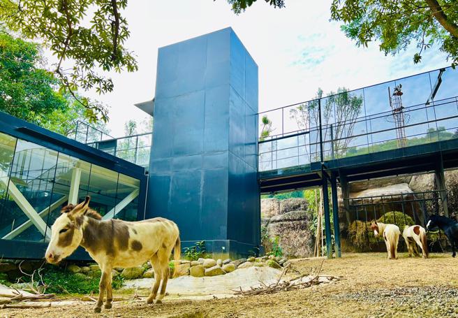 来自彰化的迷你驴在更宽广的空间生活(高雄市观光局提供)