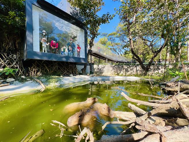 游客近距离观看正在泡汤的水豚。（柯宗纬翻摄）