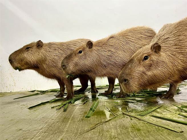 水豚「爸爸」、「妈妈」和「阿姨」在内舍的萌样。（柯宗纬翻摄）