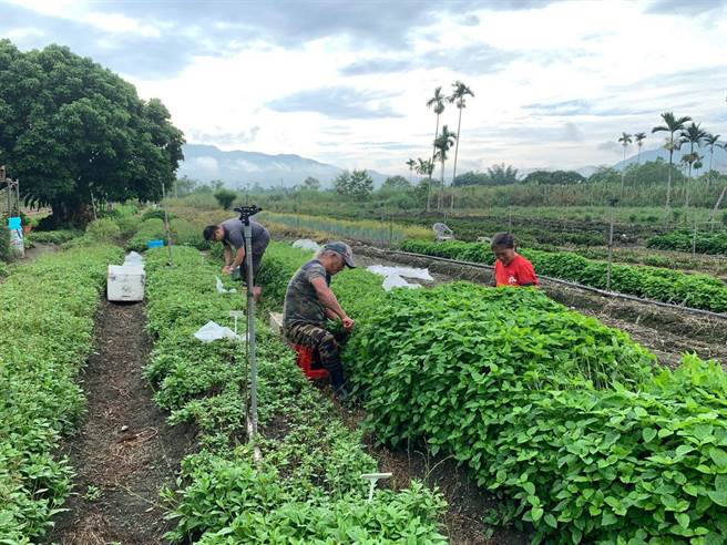 花莲区农业改良场长期投入保种工作，针对原民作物除建立繁殖与留种相关技术，亦辅导光復乡太巴塱部落建立保种示范圃及栽植作业，提升部落作物产值。（花莲区农改场提供／罗亦晽花莲传真）