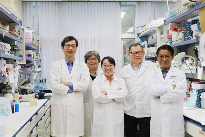 阳明交大的研究团队发现「口型蛋白」在肥胖慢性病发展中扮演重要角色。（阳明交大提供／林志成台北传真）