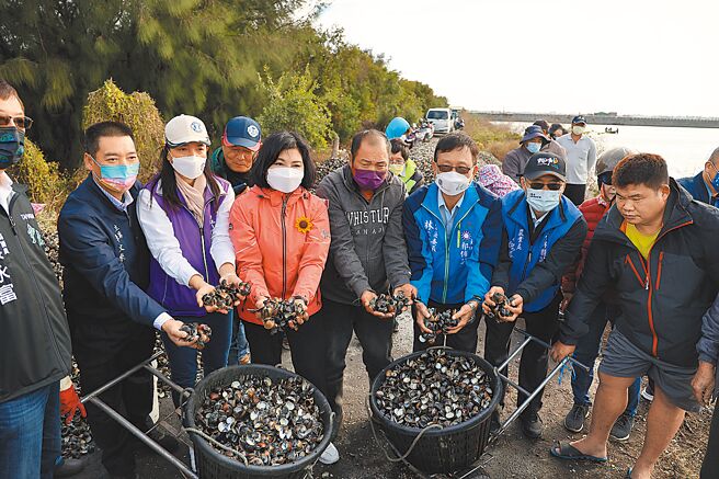 云林县台西乡文蛤池近日传出大量暴毙情形，县长张丽善（着桃红外套者）12日会勘。（周丽兰摄）