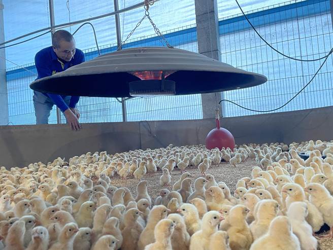 养鸡农在鸡舍内点保温灯，24小时帮小鸡保暖。（周丽兰摄）