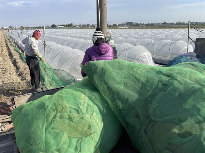 冷空气报到，全台降温有感，云林瓜农在塑胶瓜棚外加一层防风网，防止寒害。（周丽兰摄）