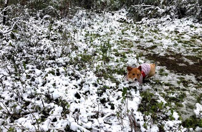 2016年霸王寒流，宜兰礁溪佛光大学下雪。（资料照／读者许小姐提供）