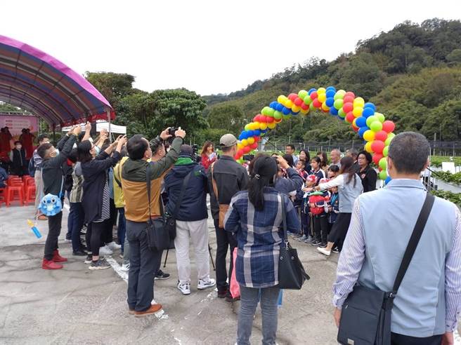 苗栗縣大湖鄉草莓季已從12月起正式上市開賣，將有大批採菓遊客進出大湖。（謝明俊攝）