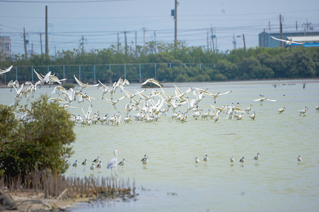 黑面琵鷺生態。(圖片提供/台電公司綜合研究所洪健恆博士)