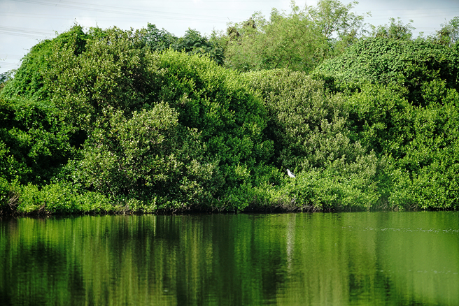 永安濕地。(攝影/曾信耀)