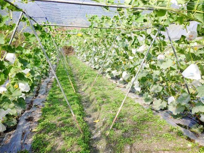 入冬後最強寒流來襲，彰化縣農業處提醒，加強果實套袋及表土覆蓋等。（彰化縣政府提供／吳敏菁彰化傳真）