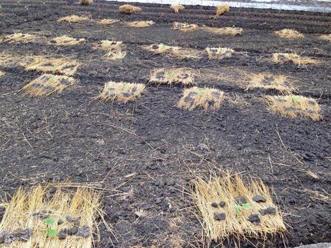 入冬後最強寒流來襲，彰化縣農業處提醒，加強果實套袋及表土覆蓋等。（彰化縣政府提供／吳敏菁彰化傳真）