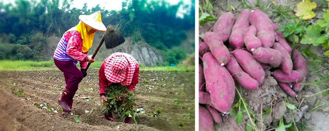 「二仁溪河滩地农业区」是恶地中一块瑰宝。(图片提供/恶地农夫工作室)