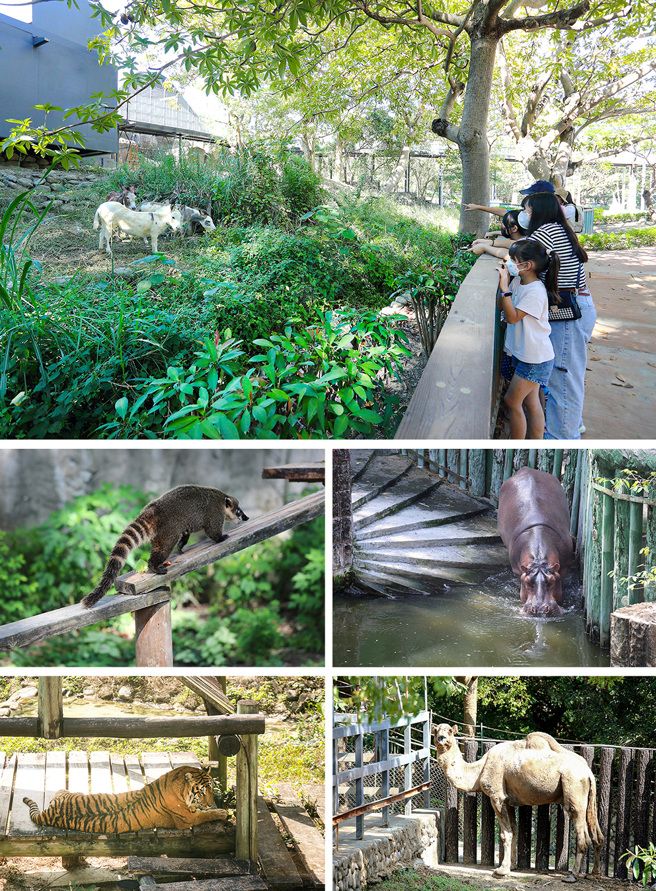 慵懶河馬、威猛獅子老虎等動物已陸續搬入新家，準備和遊客們見面。(攝影/Carter)