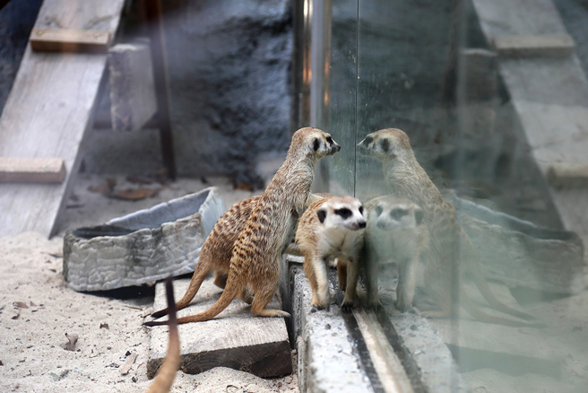 好奇心強的狐獴家族隔著玻璃張望，動物與參觀者經過巧妙設計，打破觀看與被觀看者的關係。(攝影/Carter)
