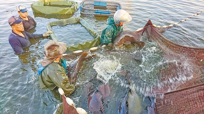 继石斑鱼之后，午仔鱼、秋刀鱼及鱿鱼等台湾主要水产品，也被拒于大陆门外。图为养殖石斑鱼、青斑和午仔鱼为主的屏东渔户。（屏东养殖渔业发展协会提供）