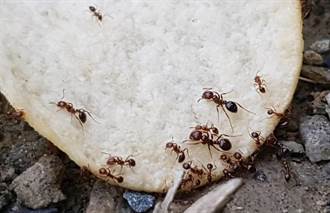 紅火蟻入侵三峽給水廠 專家進場高溫熱蒸氣滅「火」