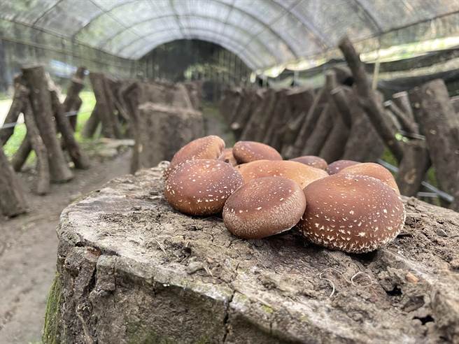 南庄乡部落段木香菇品质都属上乘。（参山处提供／谢明俊苗栗传真）
