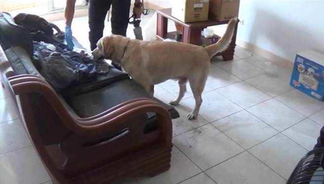 警犬在杨姓弟弟家宅找寻证物。（警方提供）