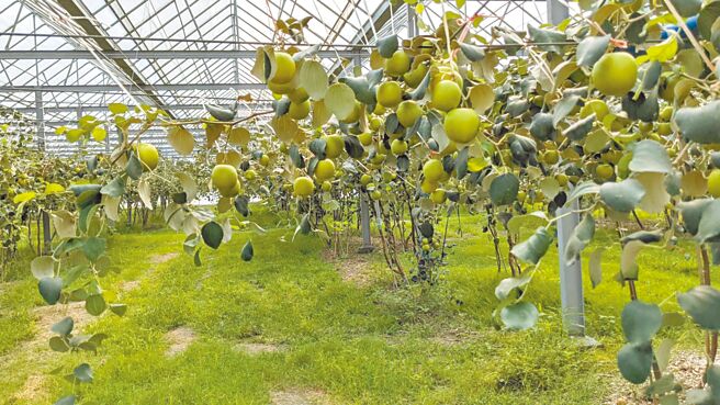 寒流来袭，高雄市农业局吁请农友做好防寒措施。（高雄市农业局提供／林瑞益高雄传真）