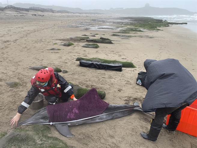 新北市石门海域16日发现4条搁浅海豚，将会载往基隆八斗子岸置中心，再安排时间野放至外海。（翻摄照片／张志康基隆报导）