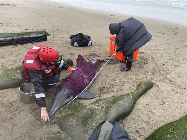 新北市石门海域16日发现4条搁浅海豚，将会载往基隆八斗子岸置中心，再安排时间野放至外海。（翻摄照片／张志康基隆报导）