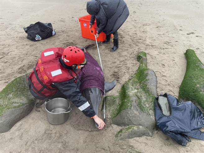 新北市石门海域16日发现4条搁浅海豚，将会载往基隆八斗子岸置中心，再安排时间野放至外海。（翻摄照片／张志康基隆报导）