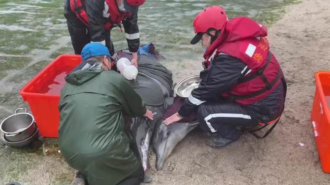 新北市石门海域，有4条海豚搁浅，海巡队员赶到现场后，紧急救援。（翻摄照片／张志康基隆报导）