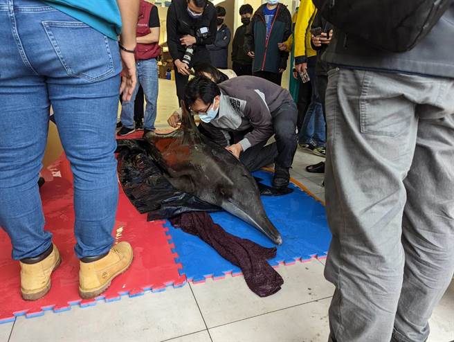 新北市石門海域，16日上午發現的4隻擱淺糙齒海豚，相關單位確認海豚的健康狀況。（張志康攝）